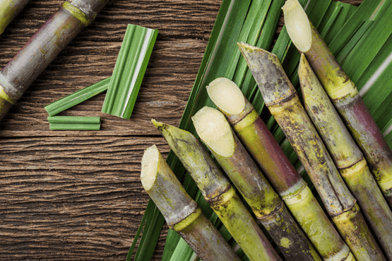 Sugarcane plastics