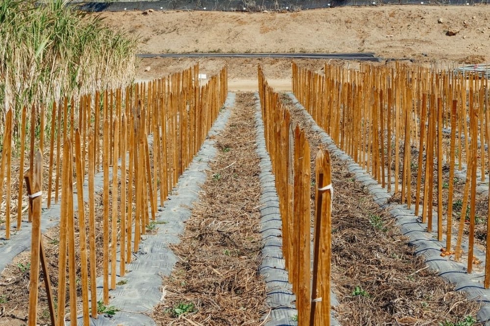 Sugarcane harvested for sugar plastics