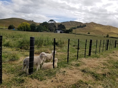 Future Post fence posts on a farm